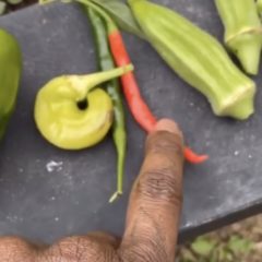 2 Chainz Shows Off His Love For Gardening + Veggies Goals