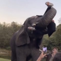 Lil Pump Gets Thrown From An Elephant In Hilarious Clip
