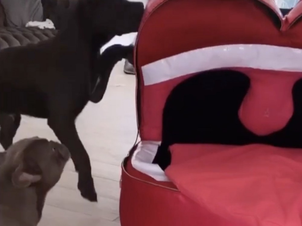 Meg Thee Stallion's Dogs Go Crazy Over Cardi B's Reebok Care Pack