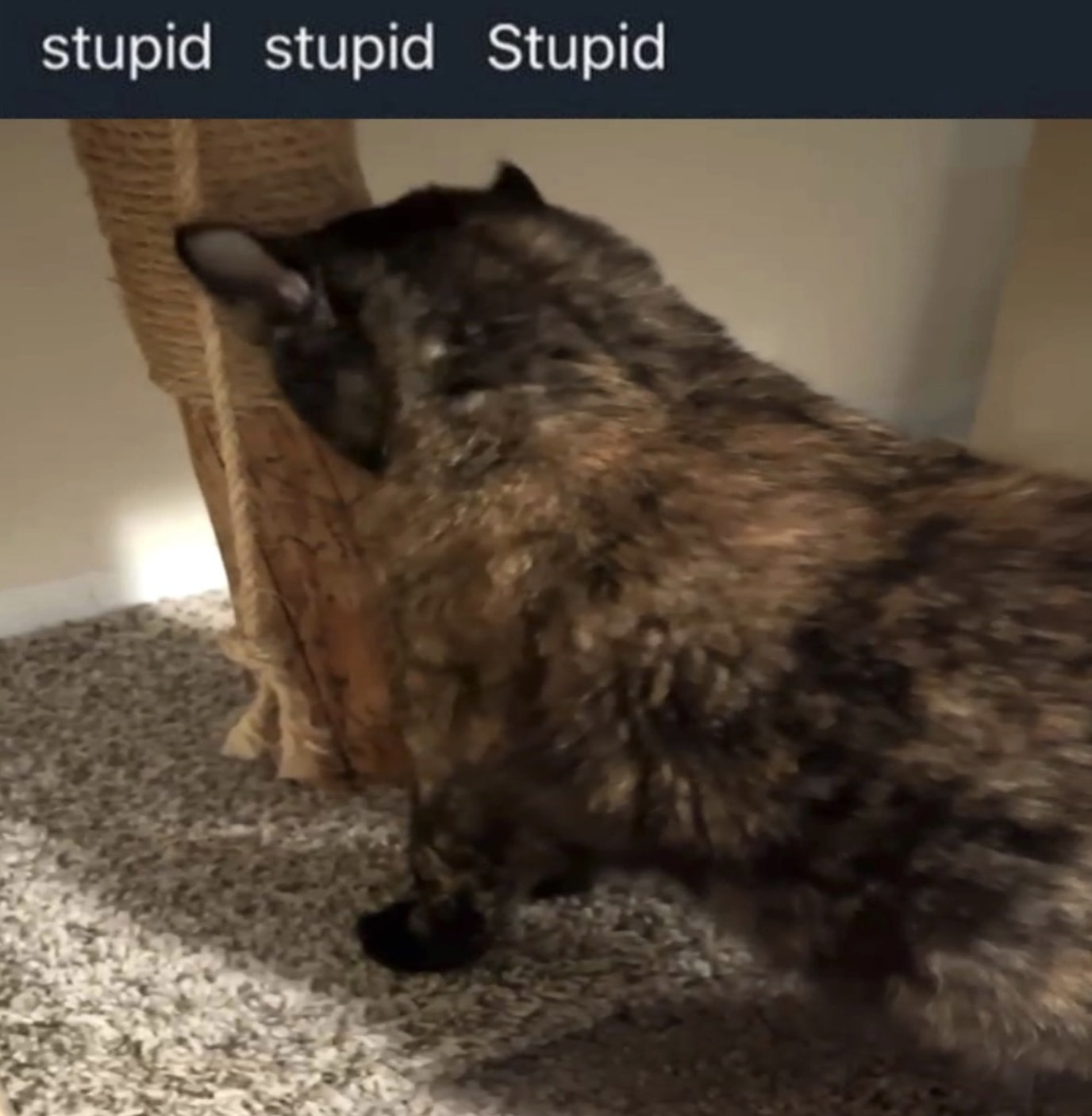 Searows shares his camera roll from a busy year on tour