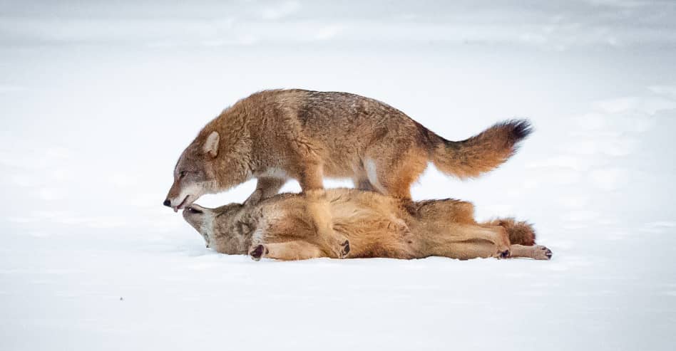 Capturing the Wild Heart of New York City: The Secret Lives of Central Park’s Apex Predators