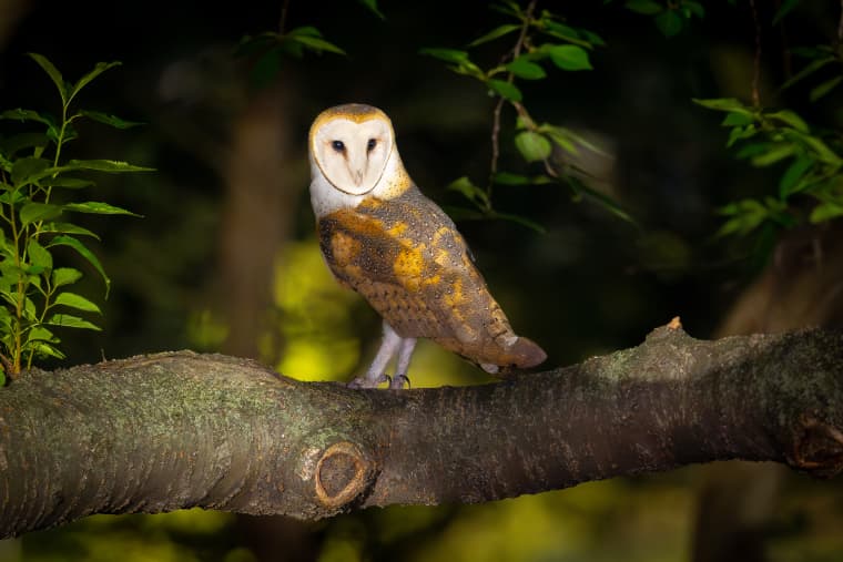 These photos capture the secret lives of New York City’s wildlife