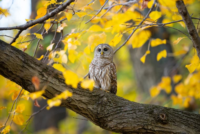 These photos capture the secret lives of New York City’s wildlife