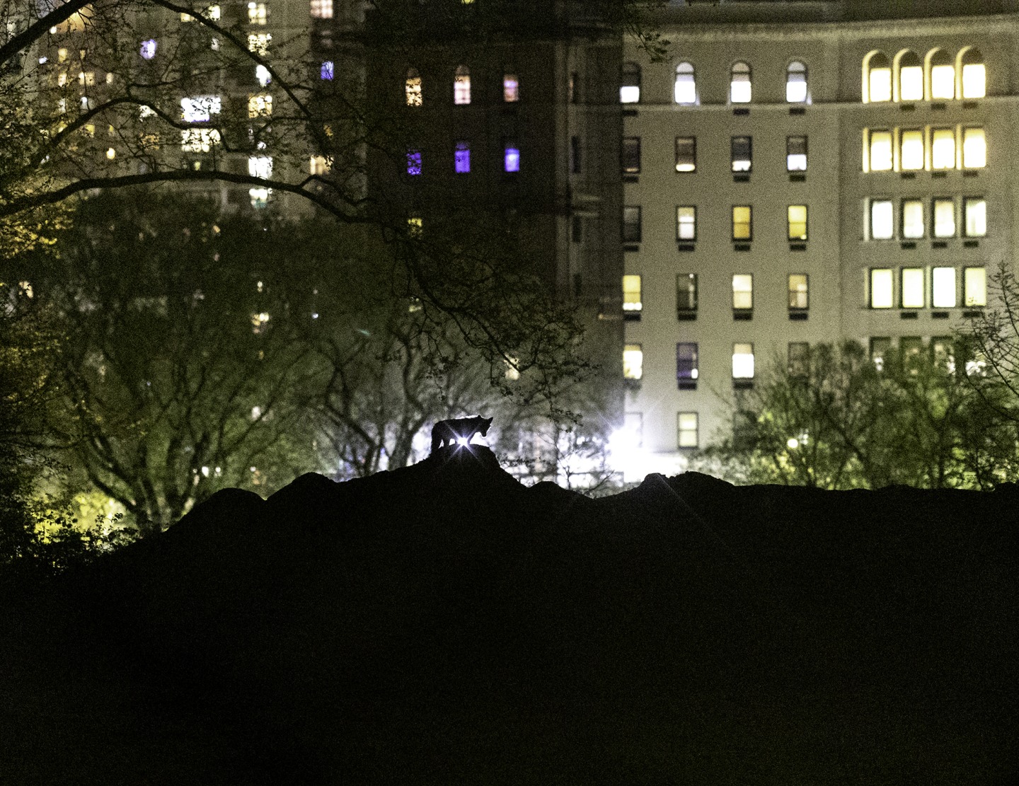 These photos capture the secret lives of New York City’s wildlife