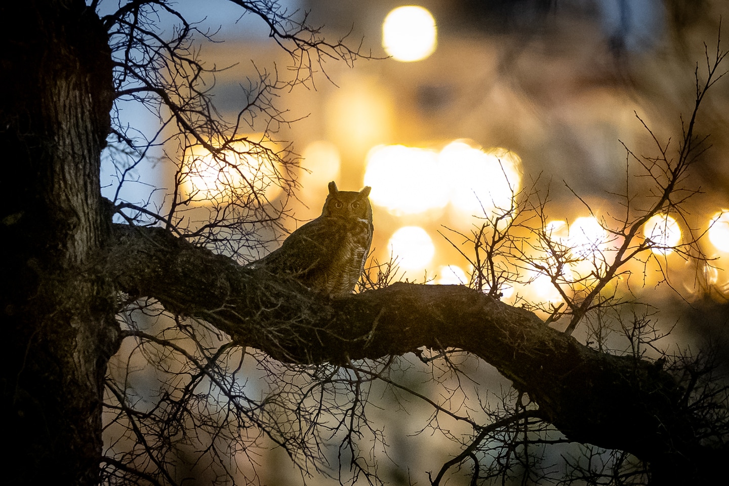 These photos capture the secret lives of New York City’s wildlife