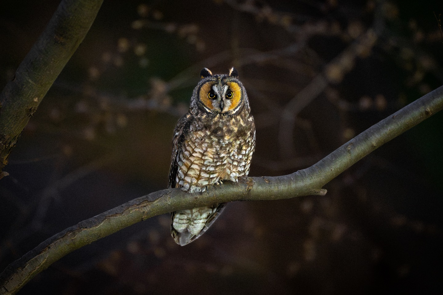 These photos capture the secret lives of New York City’s wildlife