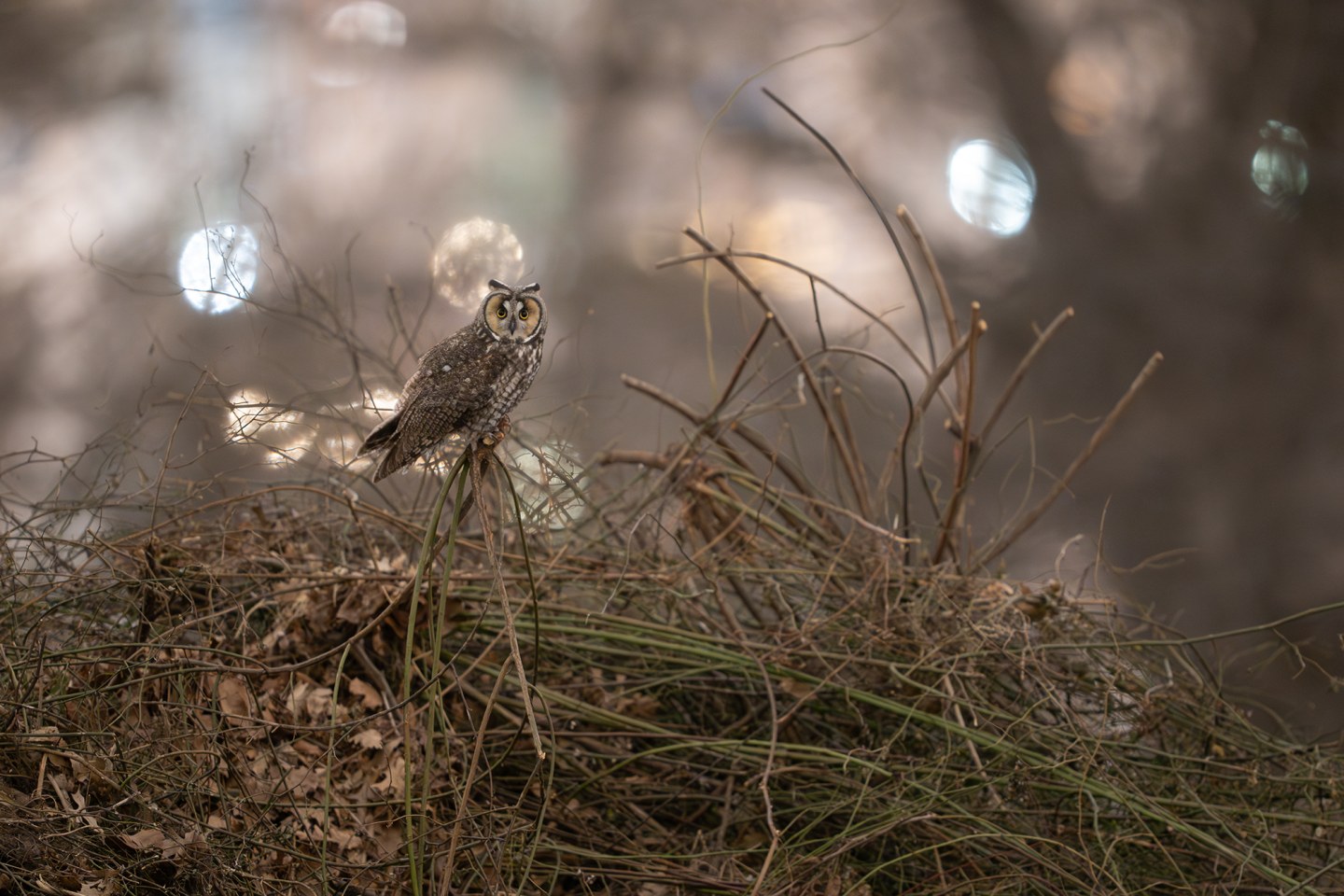 These photos capture the secret lives of New York City’s wildlife