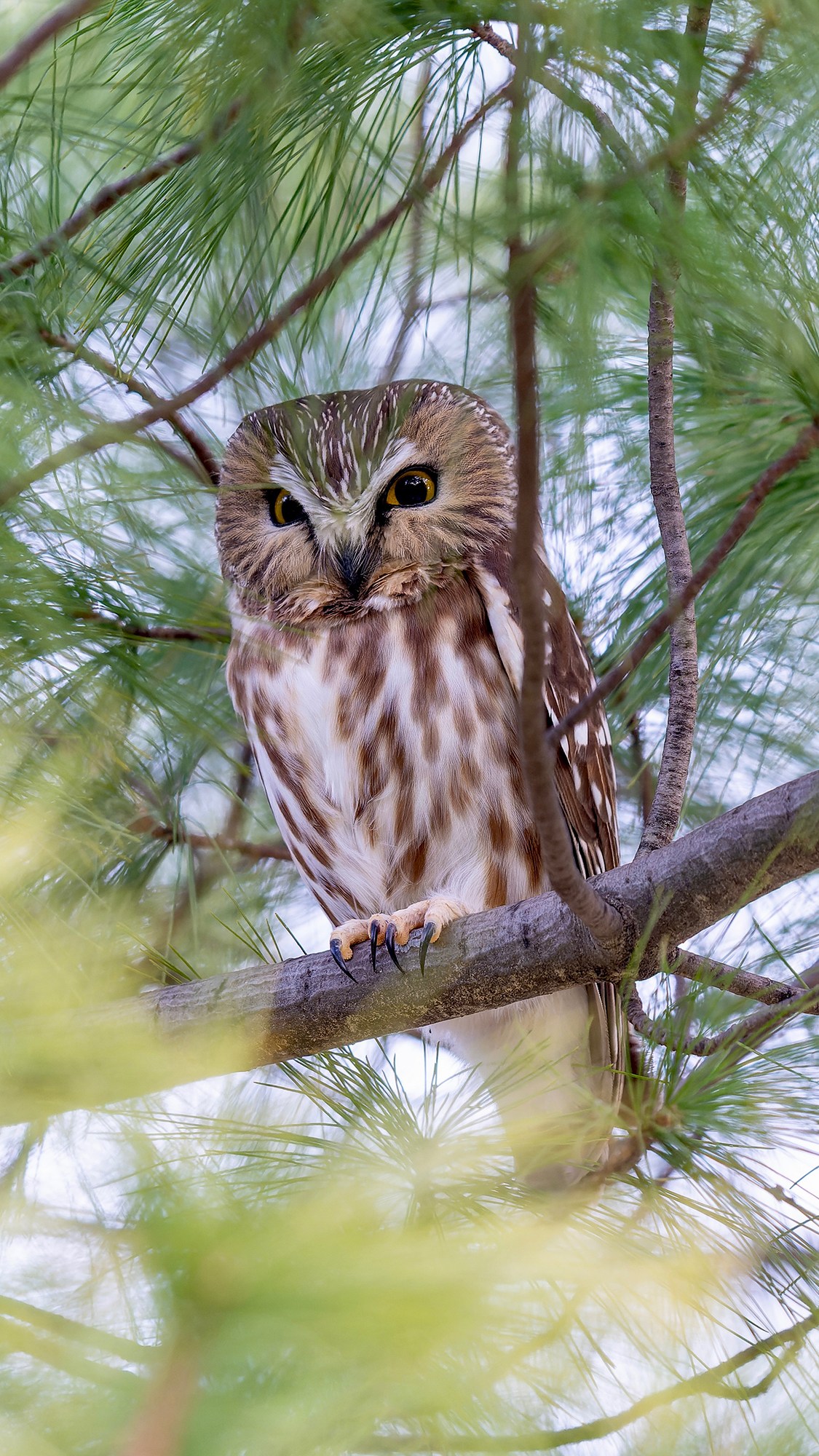 These photos capture the secret lives of New York City’s wildlife