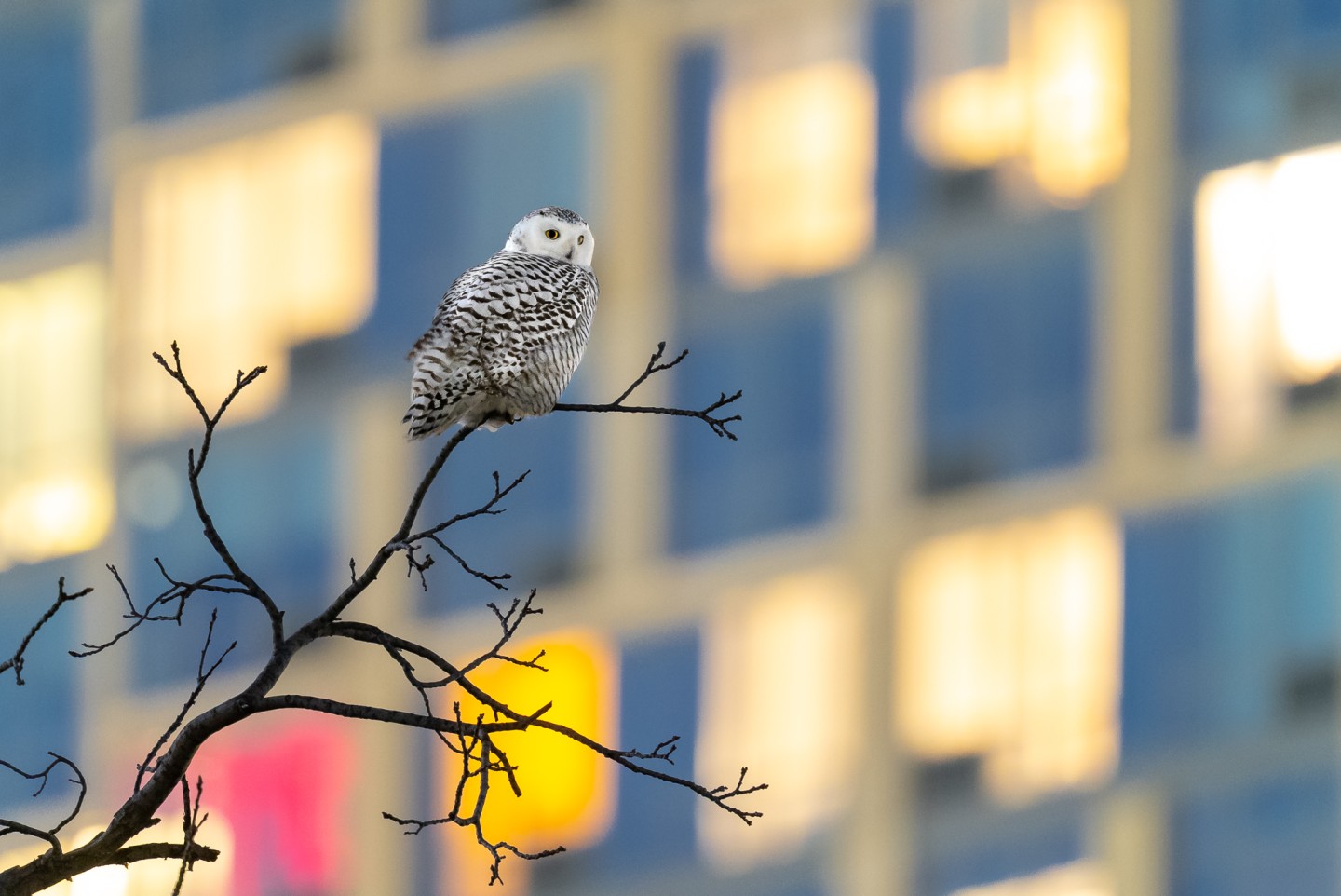 These photos capture the secret lives of New York City’s wildlife