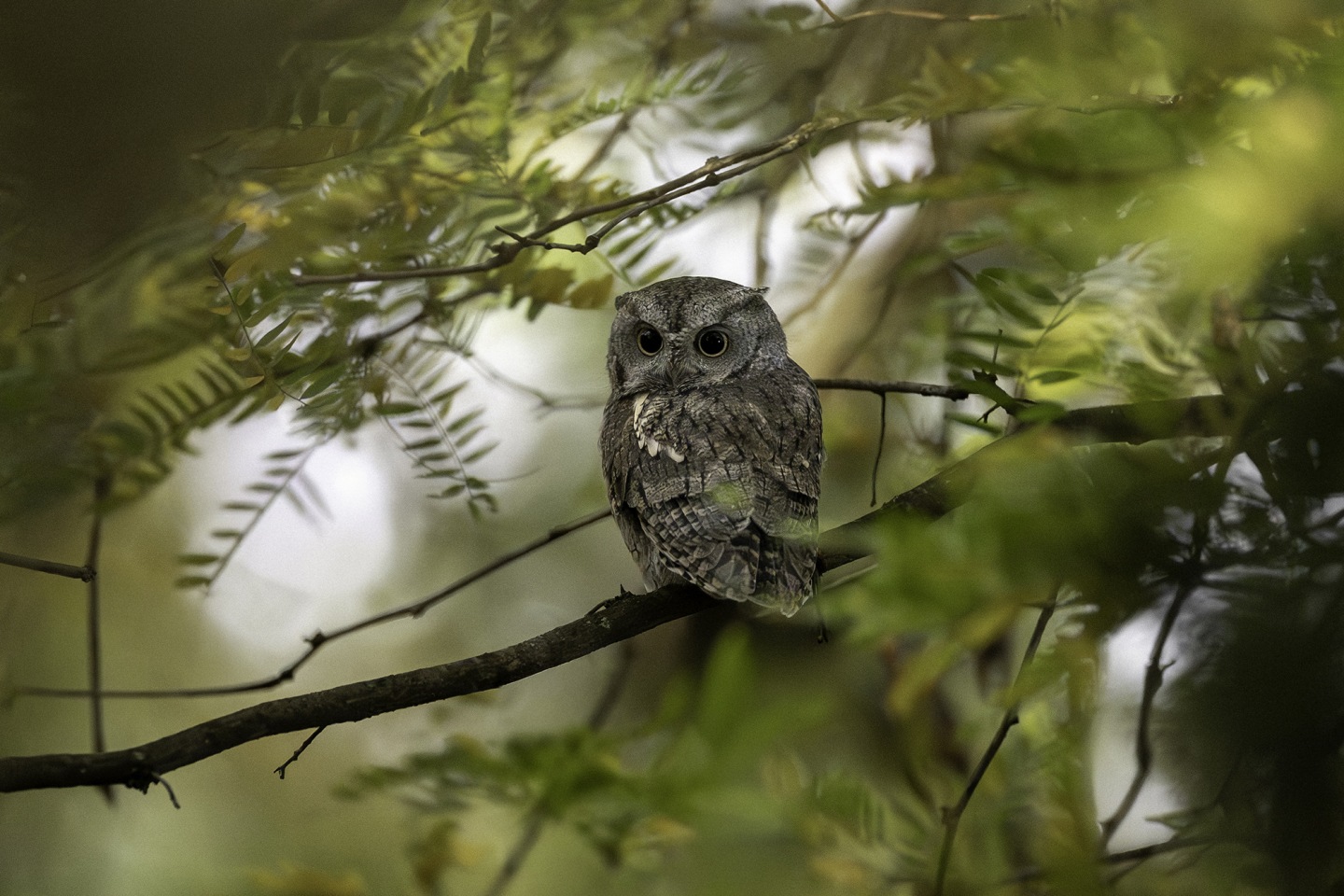 These photos capture the secret lives of New York City’s wildlife