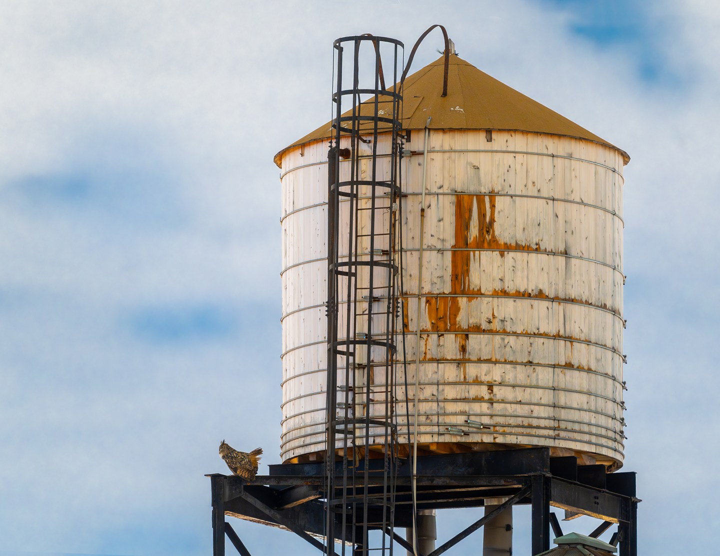 These photos capture the secret lives of New York City’s wildlife