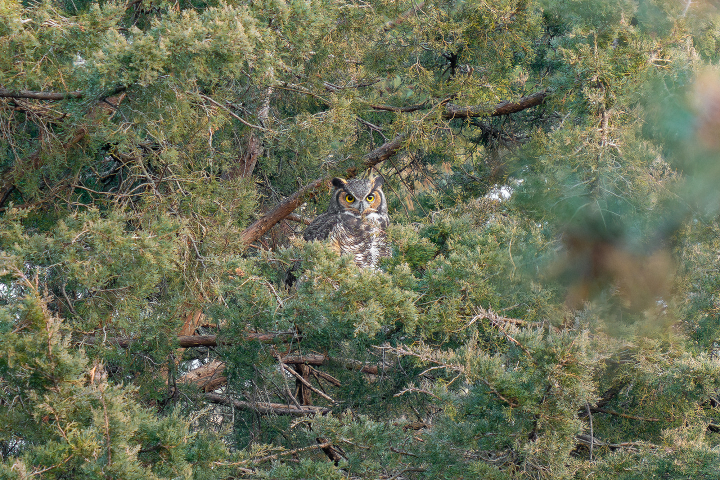 These photos capture the secret lives of New York City’s wildlife