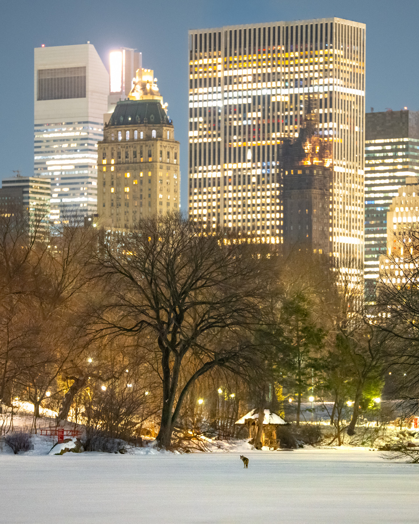 These photos capture the secret lives of New York City’s wildlife