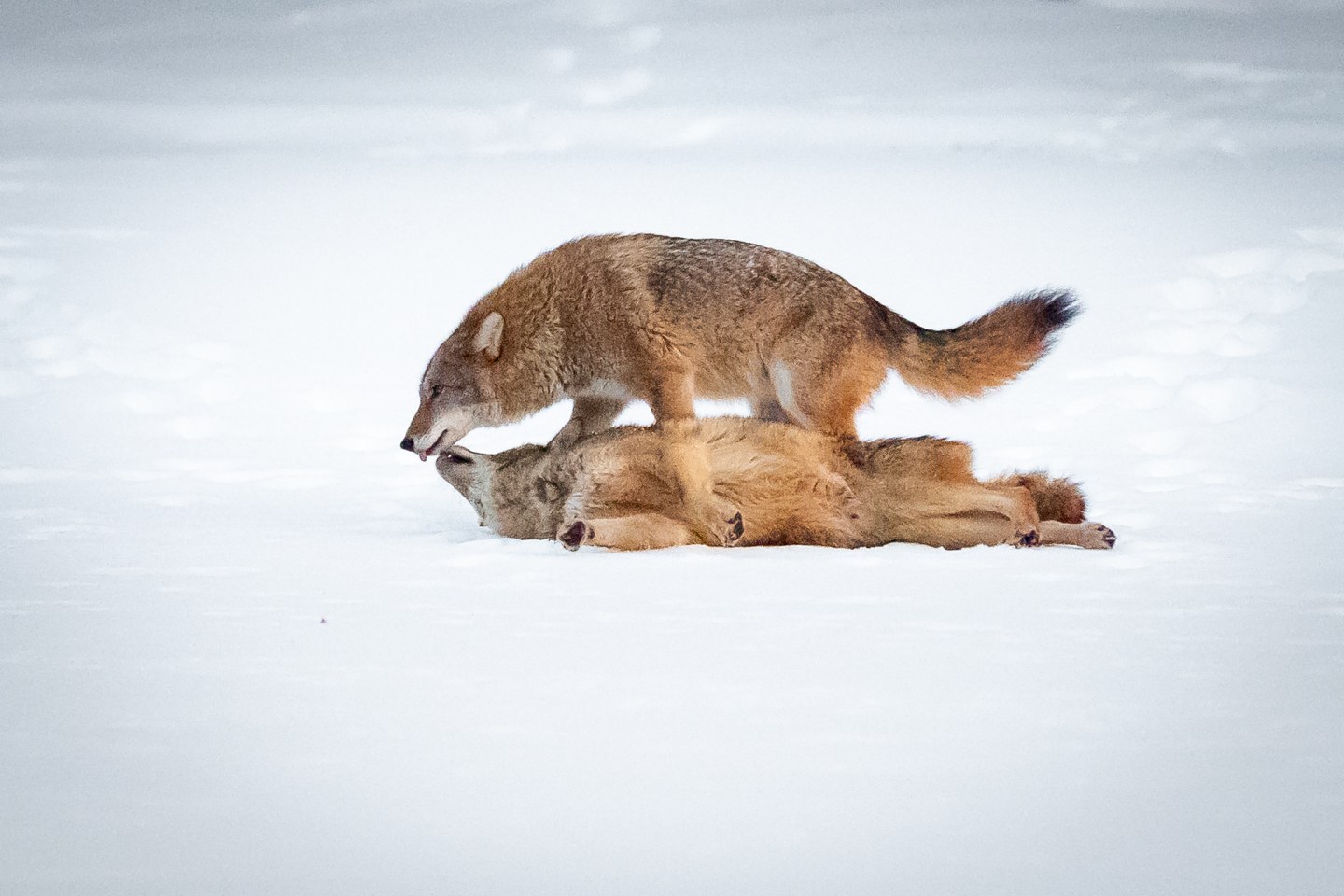These photos capture the secret lives of New York City’s wildlife