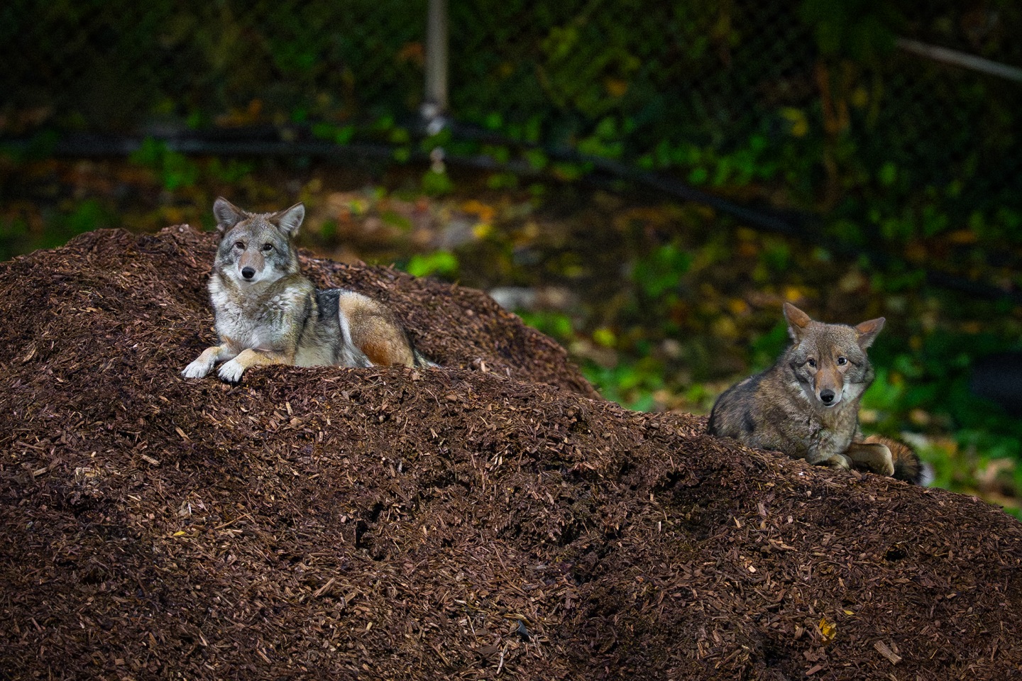 These photos capture the secret lives of New York City’s wildlife