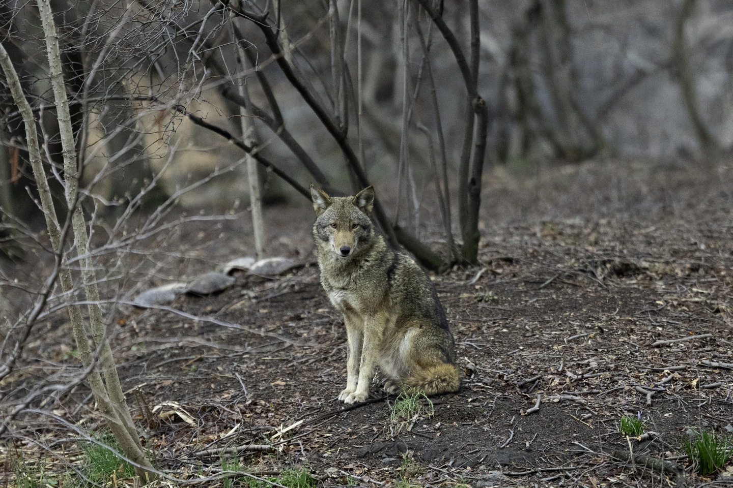 These photos capture the secret lives of New York City’s wildlife